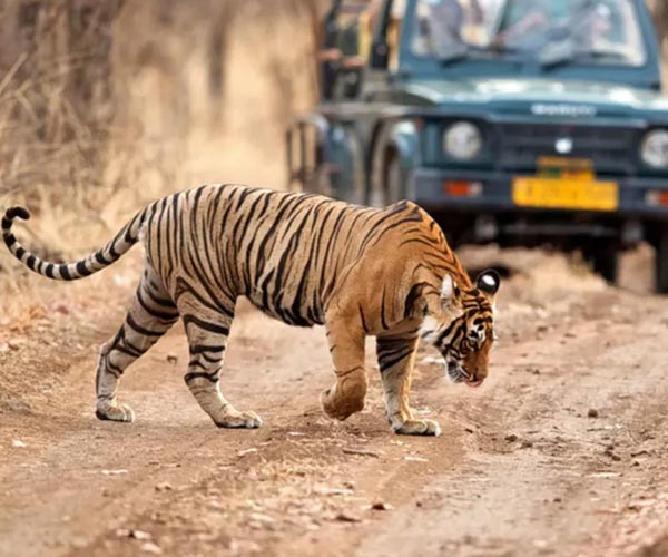 Alquiler de Coches Ranthambore